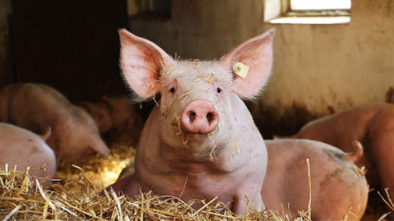 Foto vom glücklichen Strohschwein